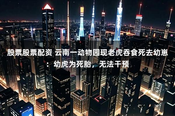 股票股票配资 云南一动物园现老虎吞食死去幼崽：幼虎为死胎，无法干预