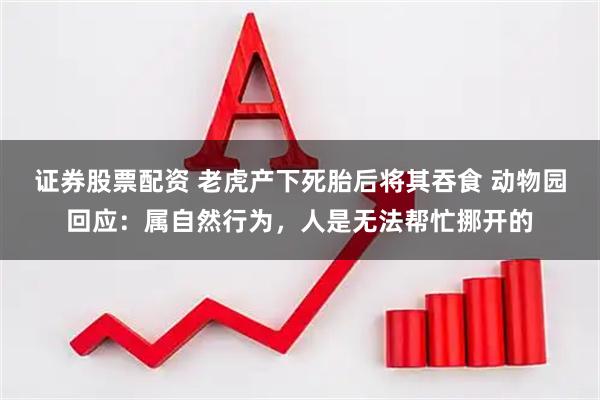 证券股票配资 老虎产下死胎后将其吞食 动物园回应：属自然行为，人是无法帮忙挪开的